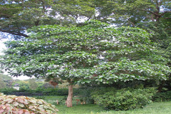 Tabernaemontana pachysiphon